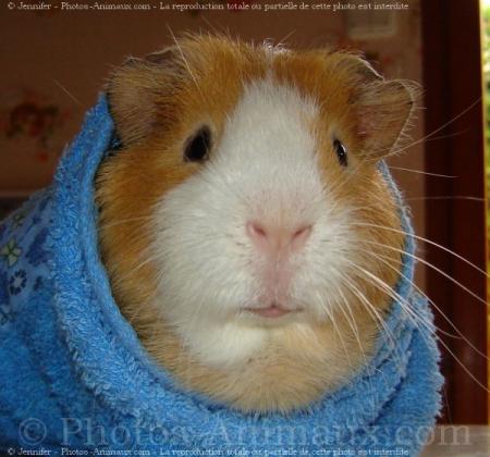 cochon d'inde