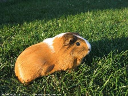 mon coco